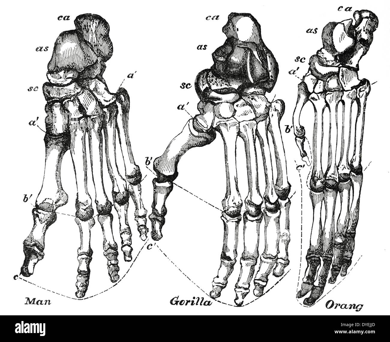 Fuß des, von Recht, Mann, Gorilla und Orang-Utan, gleiche Größe gezeichnet von verschiedenen Anteilen von jedem zu zeigen. Von ''Mein Platz in der Natur'', London, 1894, von Thomas Henry Huxley. Stockfoto