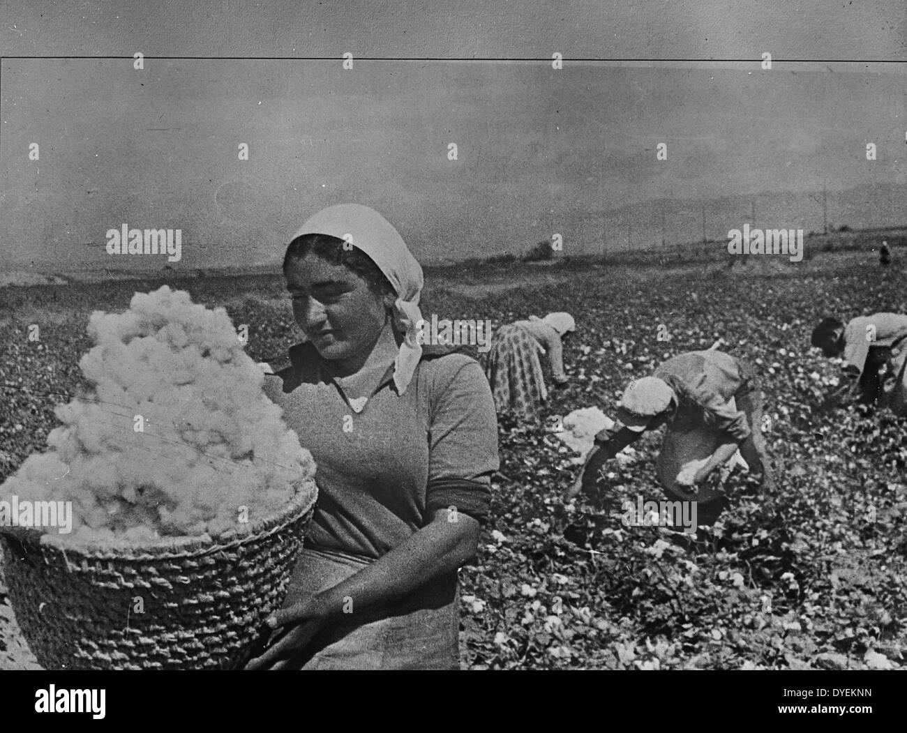 Armenien, UdSSR (Union der Sozialistischen Sowjetrepubliken). Baumwolle pflücken. zwischen 1930 und 1940 Stockfoto