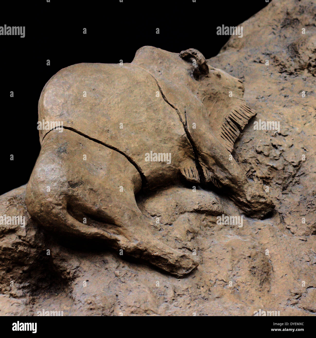14.000 Jahre alten Stier und Kuh Bison gefunden im Le Tuc d'Audoubert Höhle, Ariège, Frankreich. Zu den frühesten Beispielen Überlebenden von gebildet Ton, diese Bisons, die in den Höhlen der französischen Pyrenäen entdeckt, ohne gefeuert worden, sind fast in Lebensgröße. Stockfoto