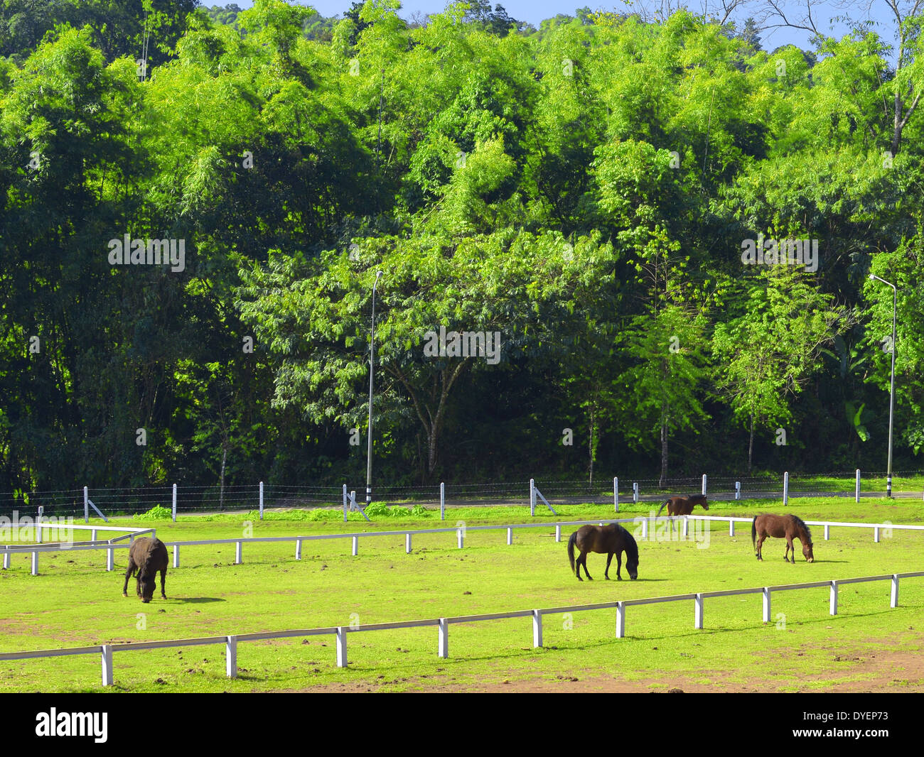 Pferde grasen auf einer Weide Feld-Hof Stockfoto