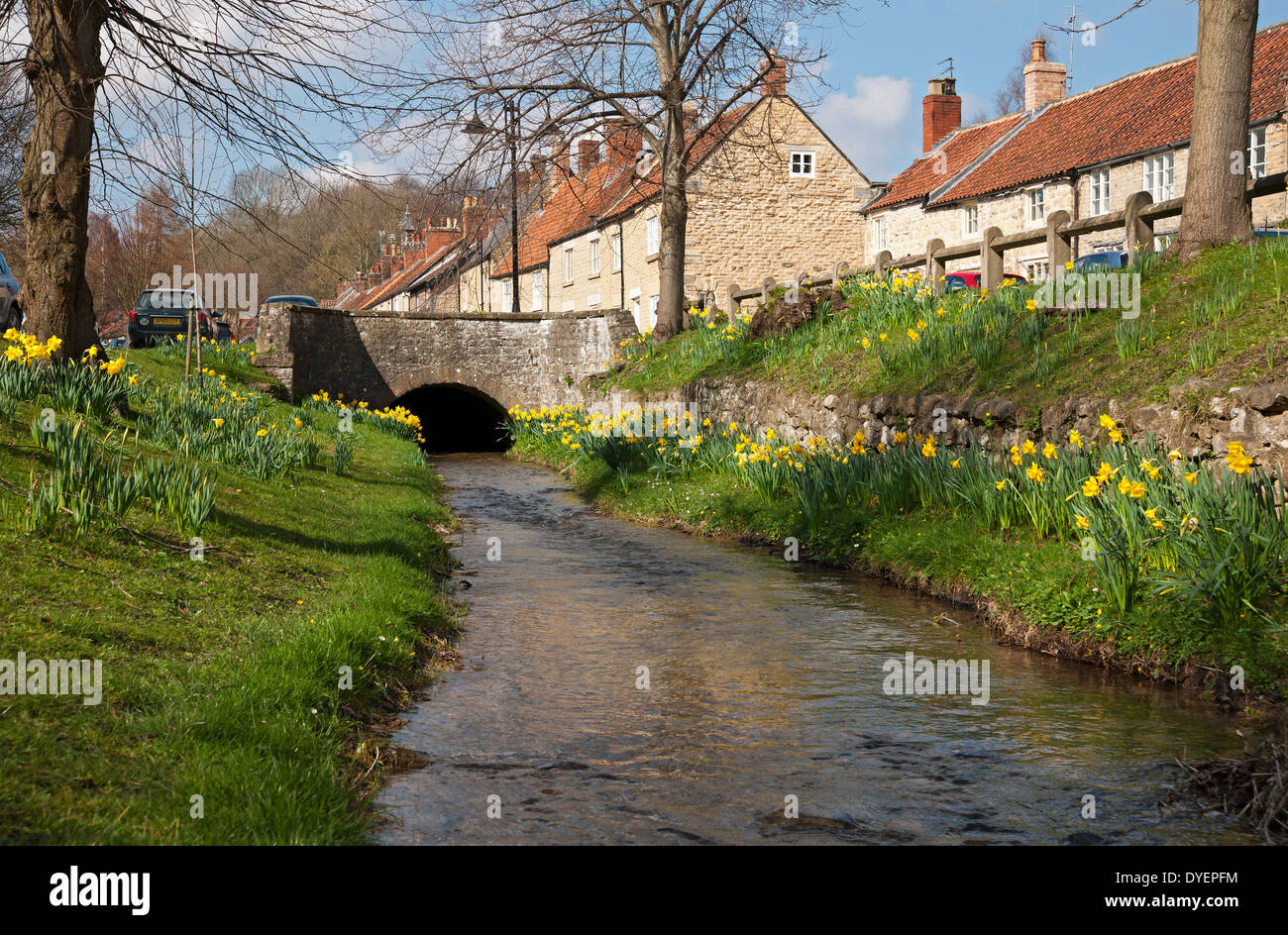 Hütten und Narzissen Blumen neben dem Dorf im Frühling Helmsley North Yorkshire England Großbritannien Großbritannien Großbritannien Stockfoto