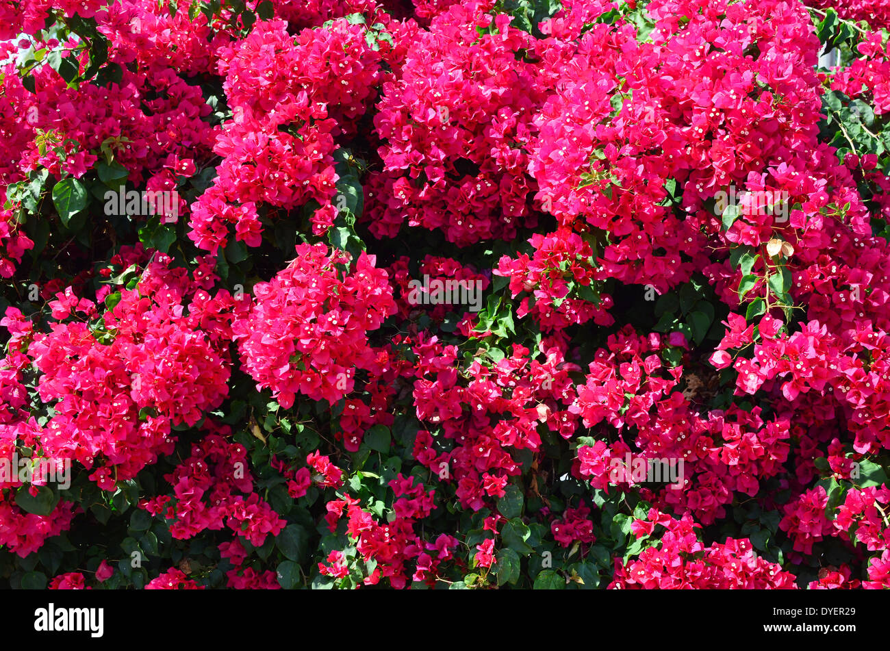 Nahaufnahme von roten Bougainvillea Blumen Stockfoto