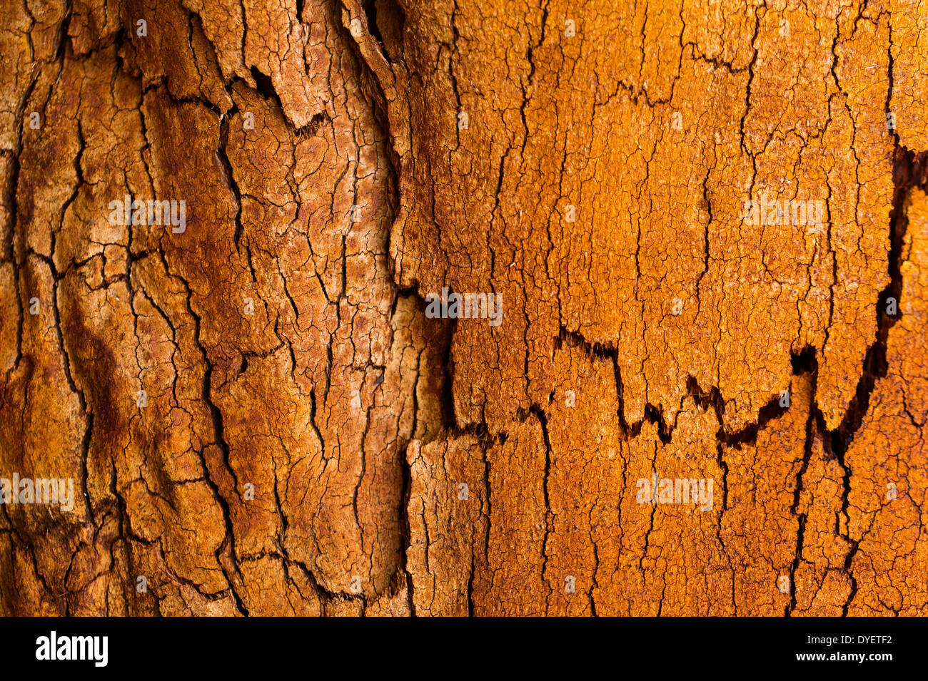 Schöne Farben und Muster auf Baumrinde nach einem Buschfeuer, Wollemi National Park, NSW, Australien Stockfoto