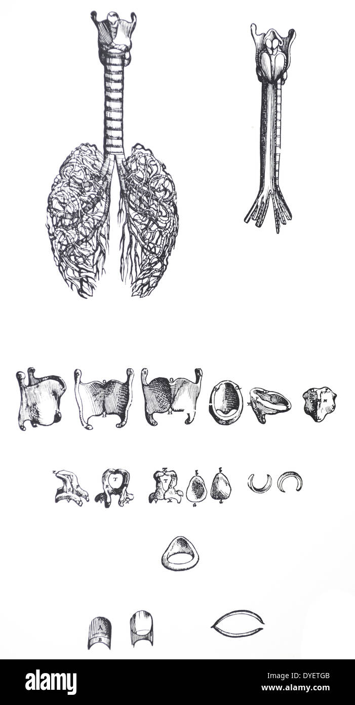 Die Platten aus dem ersten Buch der "De Humani Corporis Fabrica von Andreas Vesalius (1514-1564) Platte 20-Die erste Zahl der achtunddreißigsten Kapitel, die von der vorderen Aspekt der gesamten grobe Arterie aus allen Teilen befreit. In der zweiten Abbildung der posterioren Aspekt der Stammzellen nur der harte Arterie ist abgegrenzt. Stockfoto