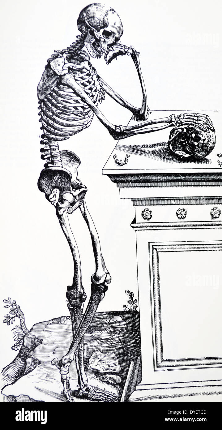 Die Platten aus dem ersten Buch der "De Humani Corporis Fabrica von Andreas Vesalius (1514-1564) Platte 22 - eine Abgrenzung von der Seite der Knochen des menschlichen Körpers vom Rest der Teile, die Sie unterstützen befreit, und in Position gebracht. Stockfoto