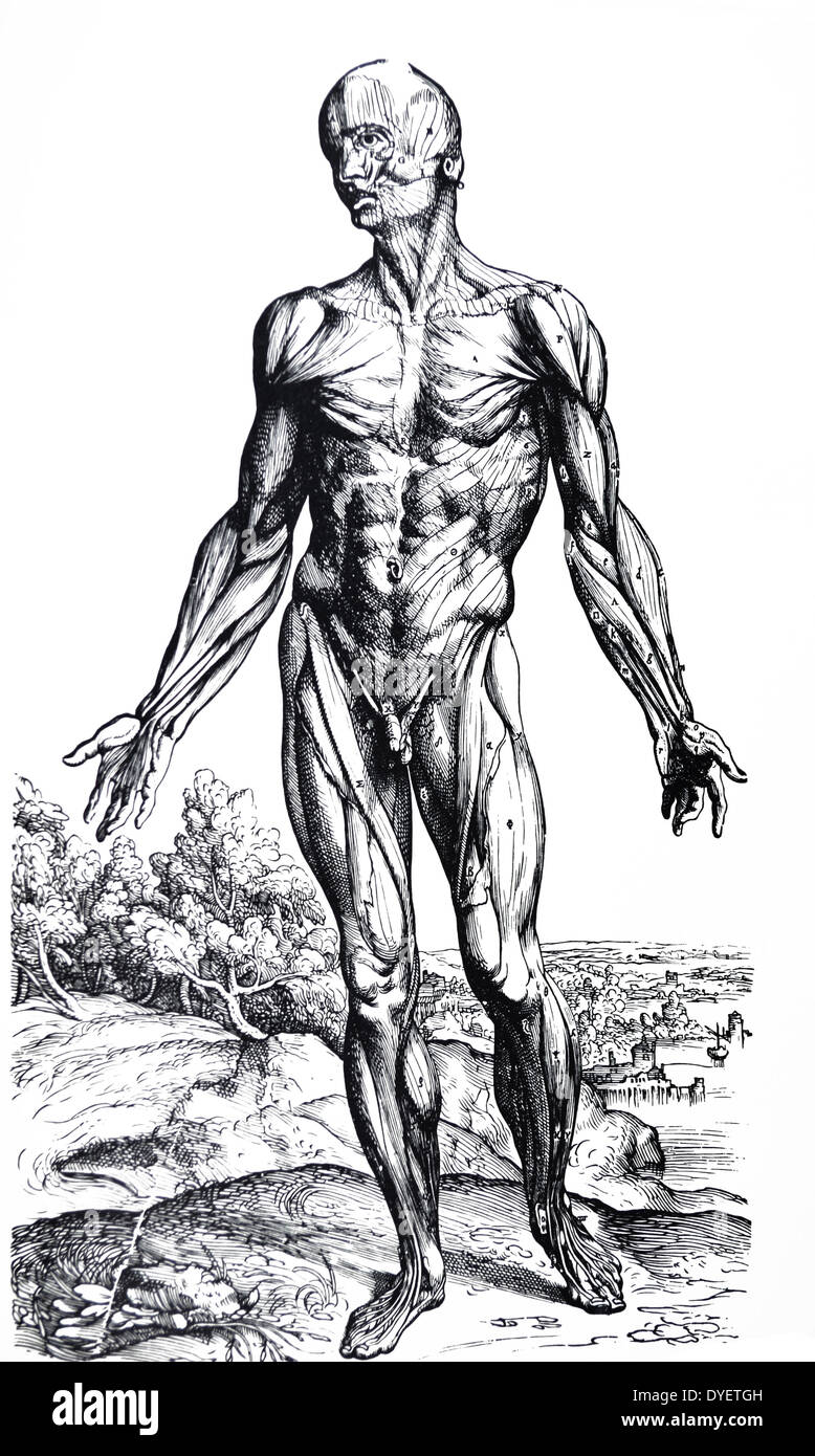 Die Platten aus dem Zweiten Buch der "De Humani Corporis Fabrica von Andreas Vesalius (1514-1564) Platte 26 - Die dritte Platte der Muskeln. Diese Platte zeigt die Vorderansicht des Körpers und unterscheidet sich von der ersten Platte der Muskeln in dieser Weise, zeigt es die Muskeln der fleischigen Membran Zusammensetzung und auch einige der Gesichtsmuskeln, komplett von Fett befreit. Stockfoto