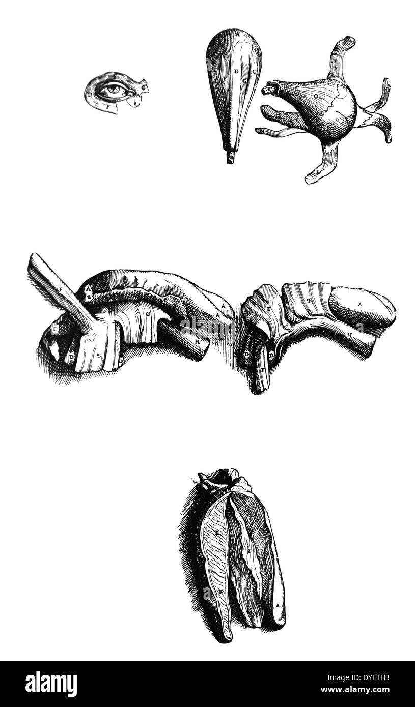 Die Platten aus dem Zweiten Buch der "De Humani Corporis Fabrica von Andreas Vesalius (1514-1564) Platten 40 - Obwohl diese Muskeln an die Buchstaben C, D und E, in der dritten Muskel Platte vertreten sind, die wir hier aufgestellt haben ein spezielles Bild von Ihnen, in der eine der ersten Muskel der Augenlider zeigt und mit b und C ihre Herkunft, und D die Unterstellung in den zweiten Muskel der Anfang von e gekennzeichnet. Die gegenseitige Kreuzung der beiden Muskeln wird durch F. bedeutete Stockfoto