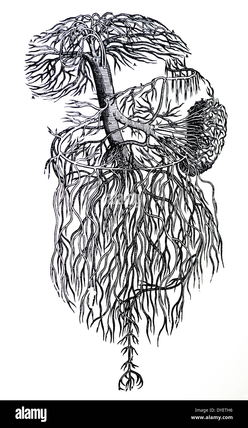 Die Platten aus dem dritten Buch der De Humani Corporis Fabrica von Andreas Vesalius (1514-1564) Platte 43 - eine Abgrenzung des gesamten Pfortader befreit von allen Parts, denen es beigetreten ist, im gleichen Verhältnis, in dem der Leber-, Galle-, Magen, Milz, majus, mesenteriums und die Därme in Übereinstimmung mit der vorliegenden Abbildung als zur größenklasse dargestellt würden und vor allem die Position vertreten. Stockfoto