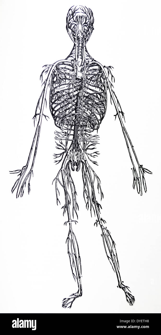 Die Platten aus dem dritten Buch der De Humani Corporis Fabrica von Andreas Vesalius (1514-1564) Platte 45 - eine vollständige Abgrenzung des gesamten großen Hauptschlagader (Aorta) aus allen Teilen befreit. Stockfoto