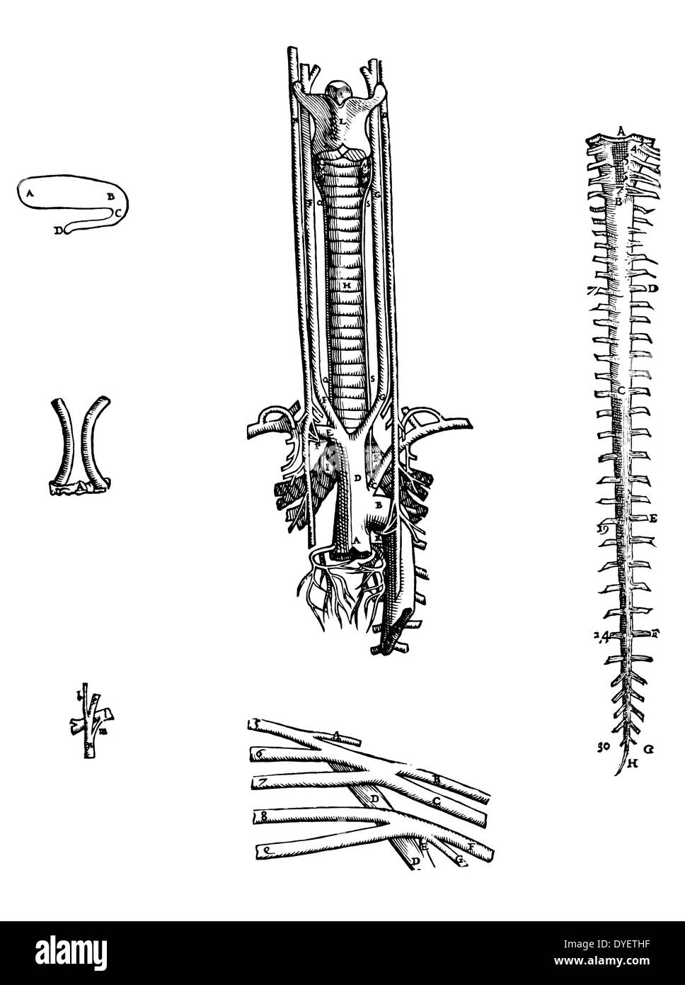 Die Platten aus dem vierten Buch der De Humani Corporis Fabrica von Andreas Vesalius (1514-1564) Platte 52 - Der Kurs der rechten und linken Ventrikel, etwa in dieser Weise gesehen wird. Stockfoto