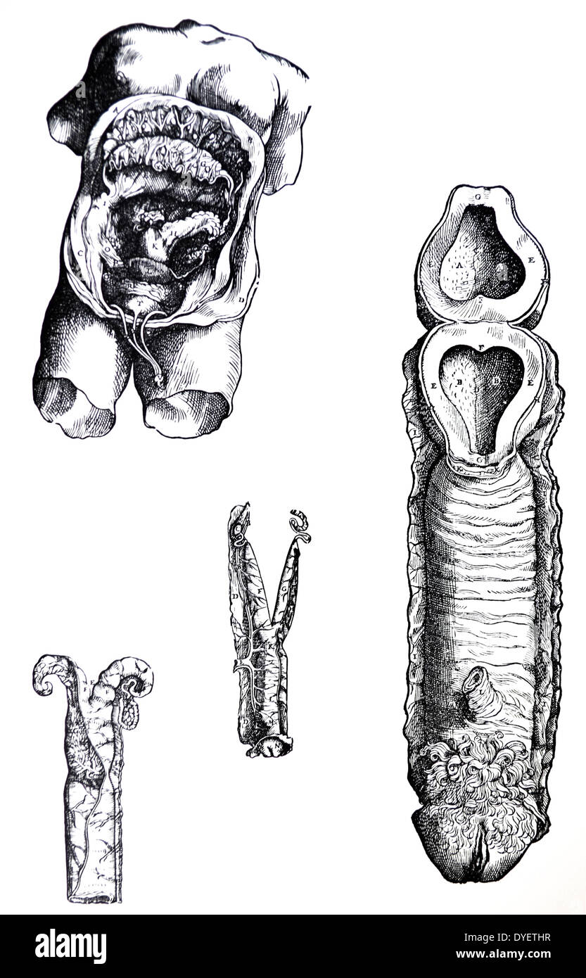 Die Platten aus dem Fünften Buch des De Humani Corporis Fabrica von Andreas Vesalius (1514-1564) 60 In dieser Abbildung die Amtsleitung des weiblichen Körpers ist vertreten auf dem Boden liegen. Das Bauchfell, zusammen mit den Bauchmuskeln wurde geöffnet und hat an den Seiten gezogen worden. Stockfoto