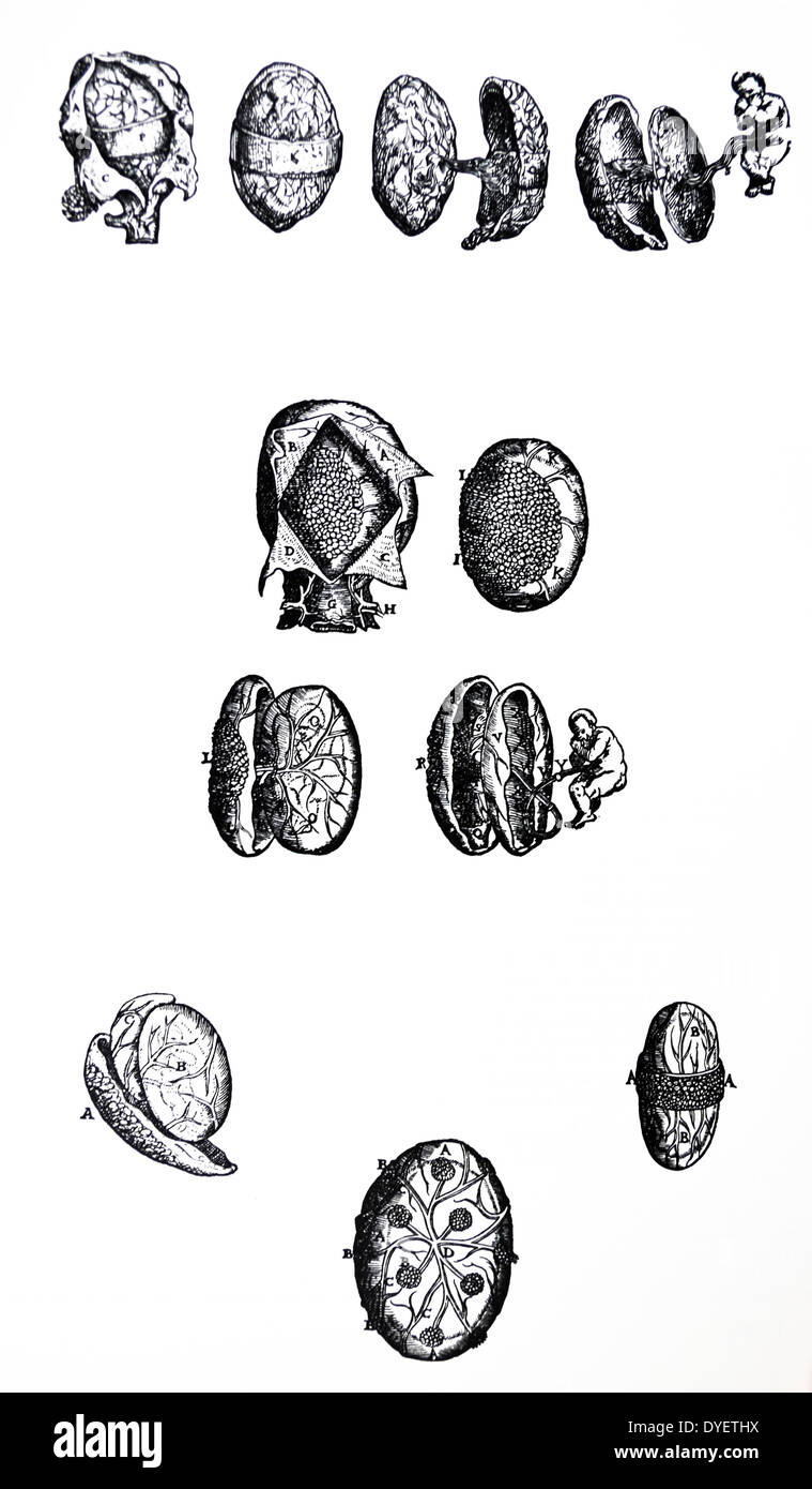 Die Platten aus dem Fünften Buch des De Humani Corporis Fabrica von Andreas Vesalius (1514-1564) Platte 62 - den dreißigsten Abbildung des fünften Buches bestehend aus vier spezielle Platten. Die erste Platte, die wir die Gebärmutter geteilt haben, die zweite zeigt die fetale Beläge untorn aus der Gebärmutter entfernt und in der Dritten haben wir die äußerste fetale Eindeckungen durch eine longitudinale Inzision und das Vierte präsentiert den Fötus aus allen seinen tuniken befreit unterteilt. Stockfoto