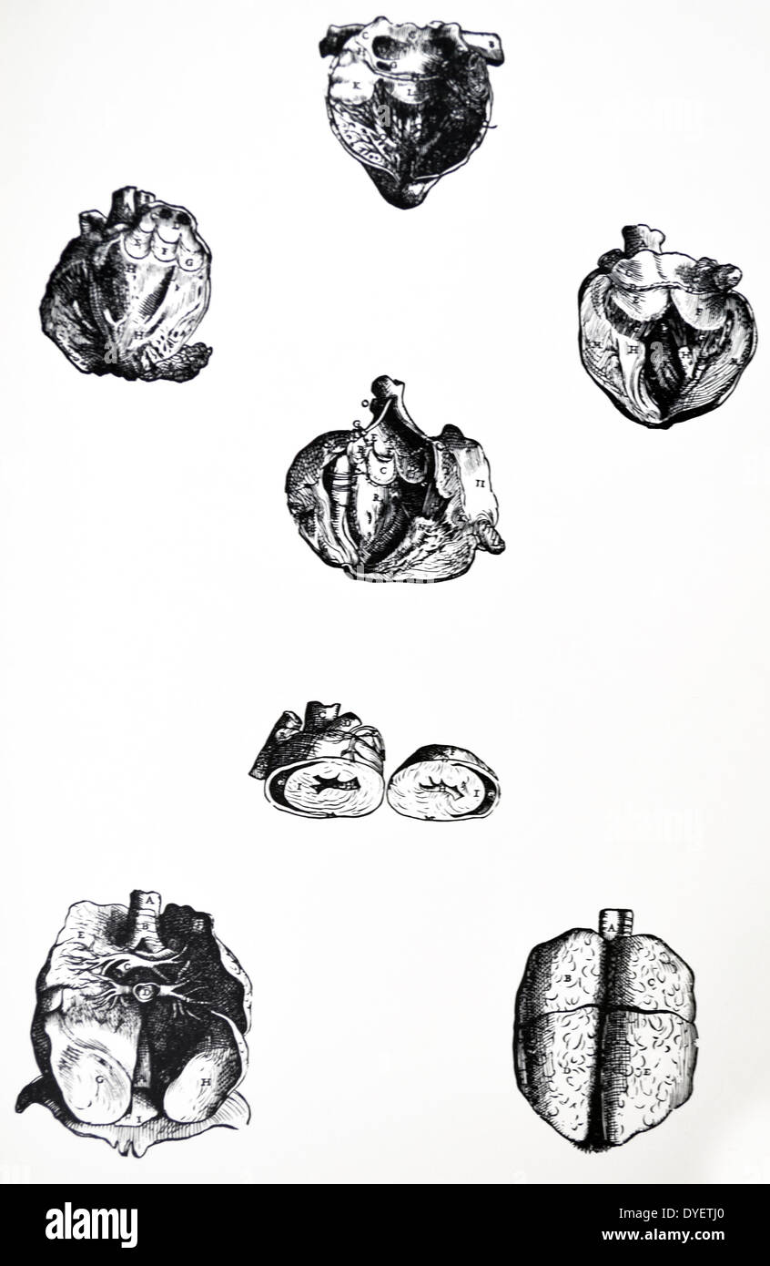 Die Platten aus dem sechsten Buch der "De Humani Corporis Fabrica von Andreas Vesalius (1514-1564) Platte 65 - Diese Abbildung zeigt das Herz von den Lungen und Septum transversum befreit, der rechte Ventrikel, von denen wir durch einen einzigen Schnitt geöffnet aus dem vorderen Aspekt der Öffnung der Vena-cava-LED an der Spitze des Herzens. Stockfoto