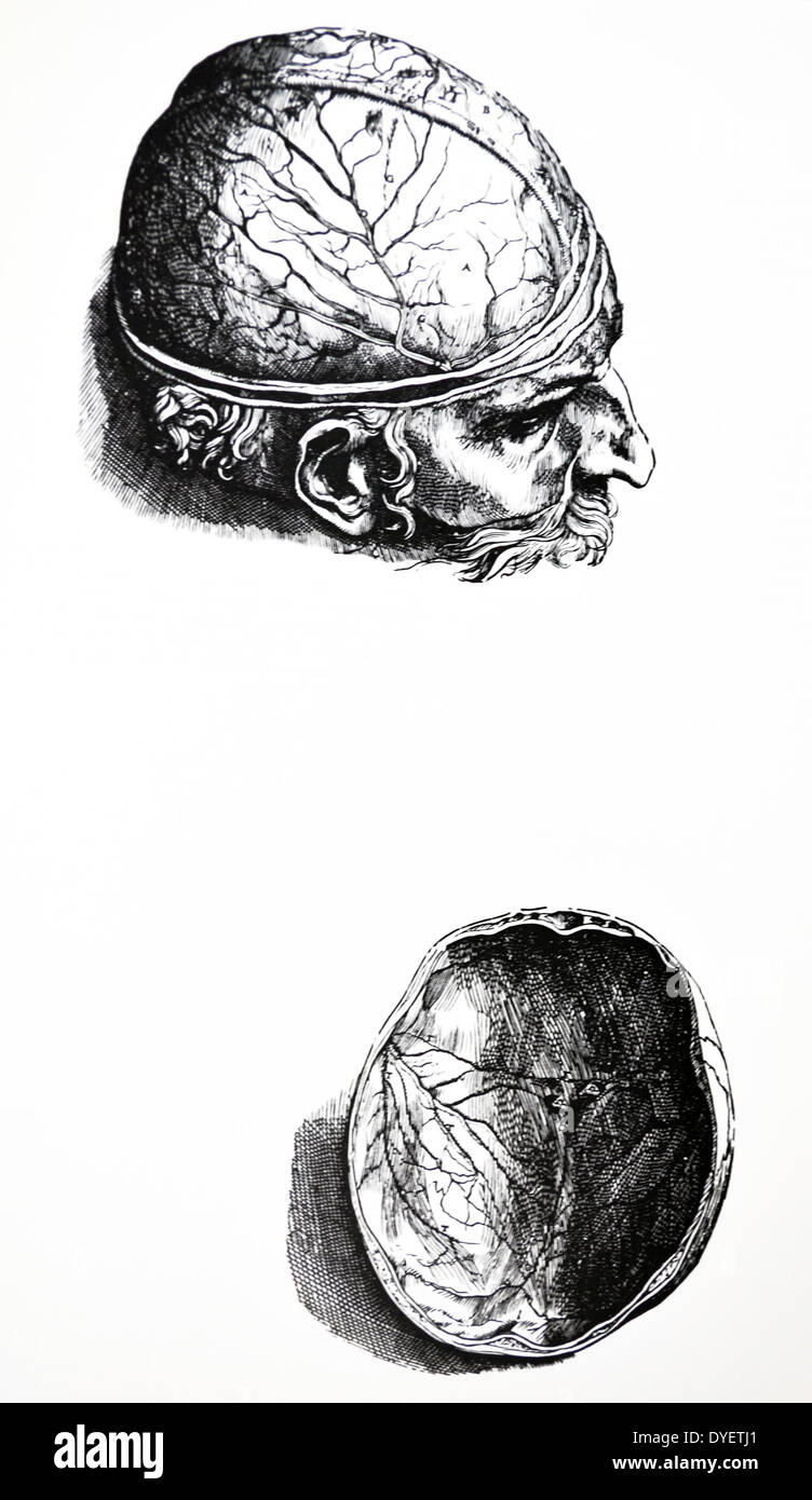 Die Platten aus dem 7. Buch der De Humani Corporis Fabrica von Andreas Vesalius (1514-1564) Platte 66-Die erste Zahl des siebten Buch der menschliche Kopf zum Nachweis des Gehirns, in welcher Weise es, indem Sie es ordentlich Severing vom Hals und Unterkiefer befreit wird angeordnet. Stockfoto