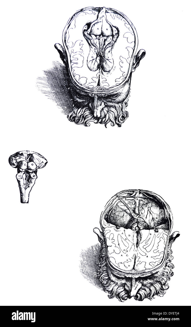 Die Platten aus dem 7. Buch der De Humani Corporis Fabrica von Andreas Vesalius (1514-1564) Platte 69 - dieses Bild insofern, als es sich um den Teil des Gehirns, die in den Schädel, auch die vierte ähnlich und unterscheidet sich von der fünften Auf dass wir den anterioren Aspekt der Körper wie ein Gewölbe aus dem Gehirn Stoff hergestellt befreit haben, worin sie nach oben Posterior, so dass die untere Fläche in den Blick kommen können, und dass das Schiff, das von der vierten Sinus der dural Membran verlängert, möglicherweise gesehen werden. Stockfoto