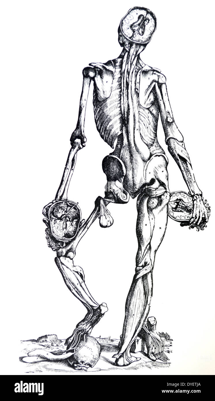 Die Platten aus dem Inbegriff der De Humani Corporis Fabrica von Andreas Vesalius (1514-1564) Platte 75 - Die vierte Abbildung dieser Demonstration der Muskeln alle Muskeln auf dem hinteren Teil des Körpers darstellt, unter den auf der linken Seite der zweiten Abbildung ausgestellt verborgen liegen. Stockfoto