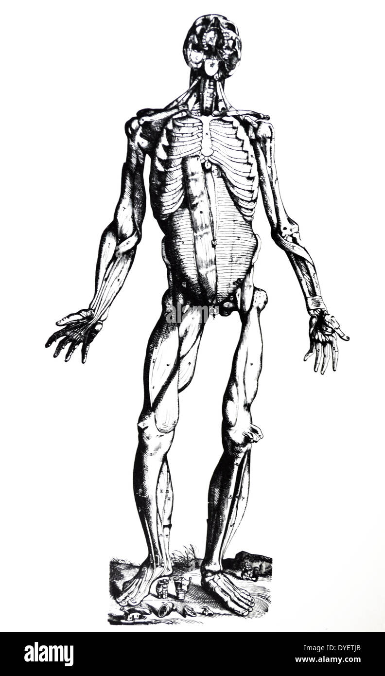 Die Platten aus dem Inbegriff der De Humani Corporis Fabrica von Andreas Vesalius (1514-1564) Platte 76 - Die dritte Abbildung zeigt die Muskeln der Erste und der Zweite folgt. Auf der rechten Seite von der vorderen Aspekt der Muskeln sofort liegen unter den auf der linken Seite des ehemaligen Abbildung präsentiert. Stockfoto