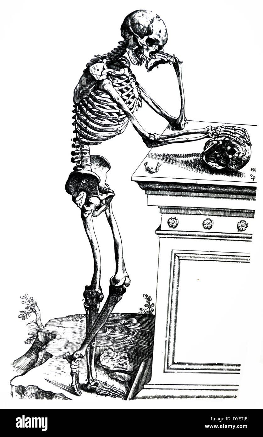 Die Platten aus dem Inbegriff der De Humani Corporis Fabrica von Andreas Vesalius (1514-1564) Platte 79 - eine vollständige Abgrenzung der alle Knochen des menschlichen Körpers, als auch die Positionen ihrer Gelenke, von allen Teilen, die Sie unterstützen befreit und was auch immer zu Ihnen angebracht oder erstreckt sich von ihnen. Stockfoto
