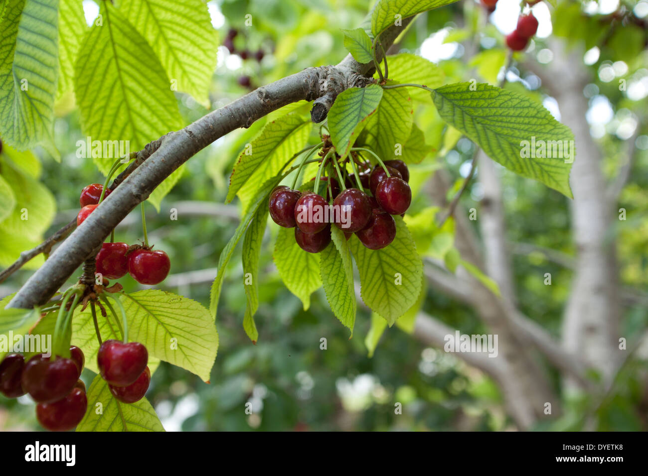 Reife Kirschen an einem Baum in einem Kirschgarten. Fotografiert in Zypern Stockfoto