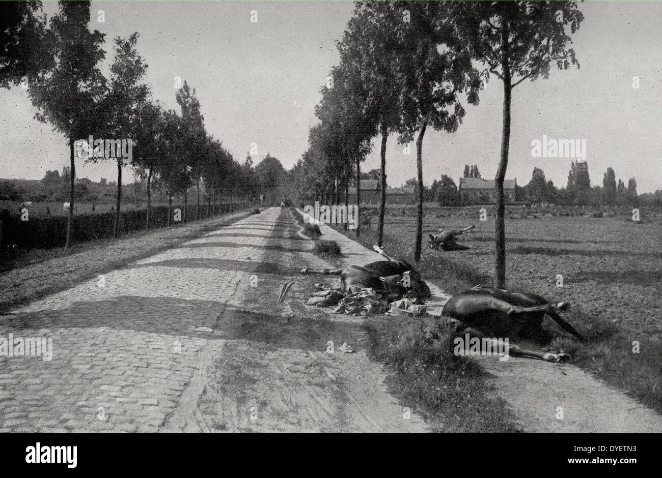 Auf asphaltierten Straße in Haelen Diest liegt Belgien ein Schlauch tot. Weltkrieg einer, Belgien 19140101 Stockfoto