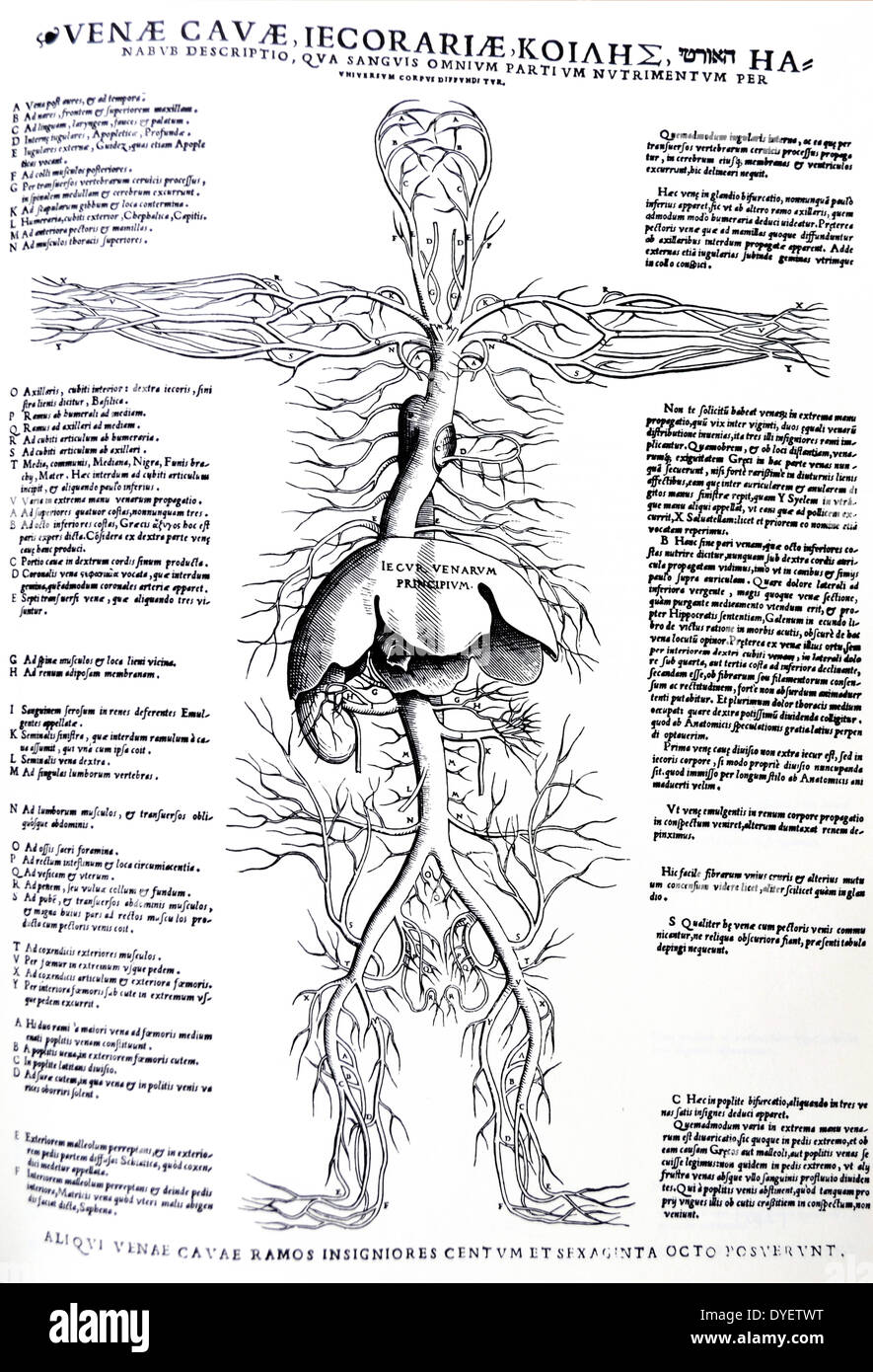 Die Platten aus dem Inbegriff der De Humani Corporis Fabrica von Andreas Vesalius (1514-1564) Diagramm mit dem vollen Körper venösen System mit Schwerpunkt auf die Leber und Arterien. Stockfoto