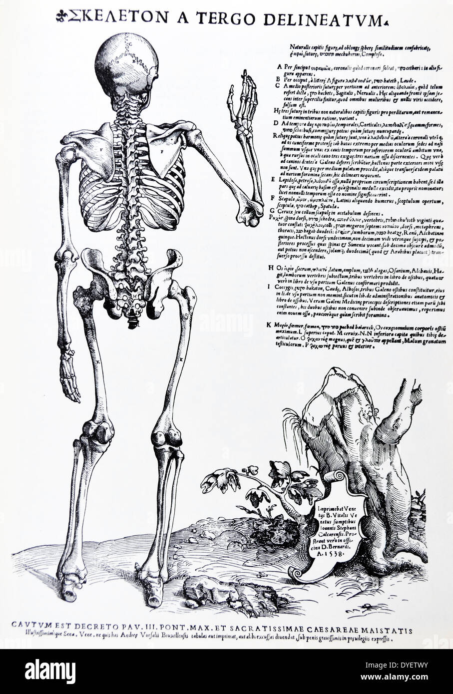 Die Platten aus dem Inbegriff der De Humani Corporis Fabrica von Andreas Vesalius (1514-1564) Voll Körper sketal Struktur, nach hinten vom Jahr 1538. Stockfoto