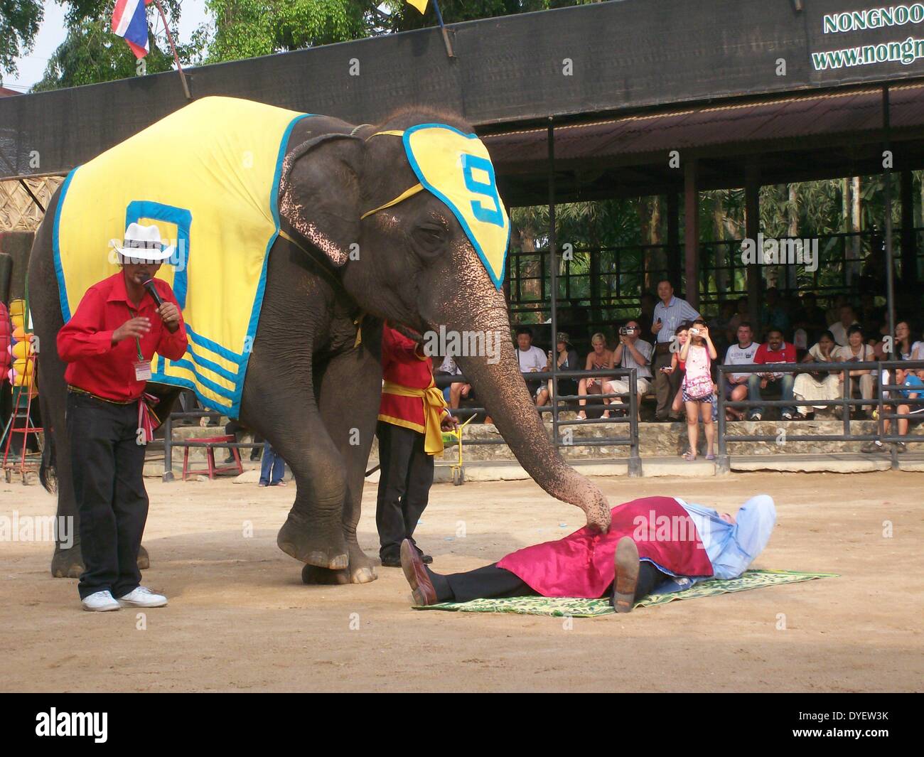 Nong Nooch Elefant Display, Thailand. 2009. 3. Mann bekommt Stamm massage Stockfoto