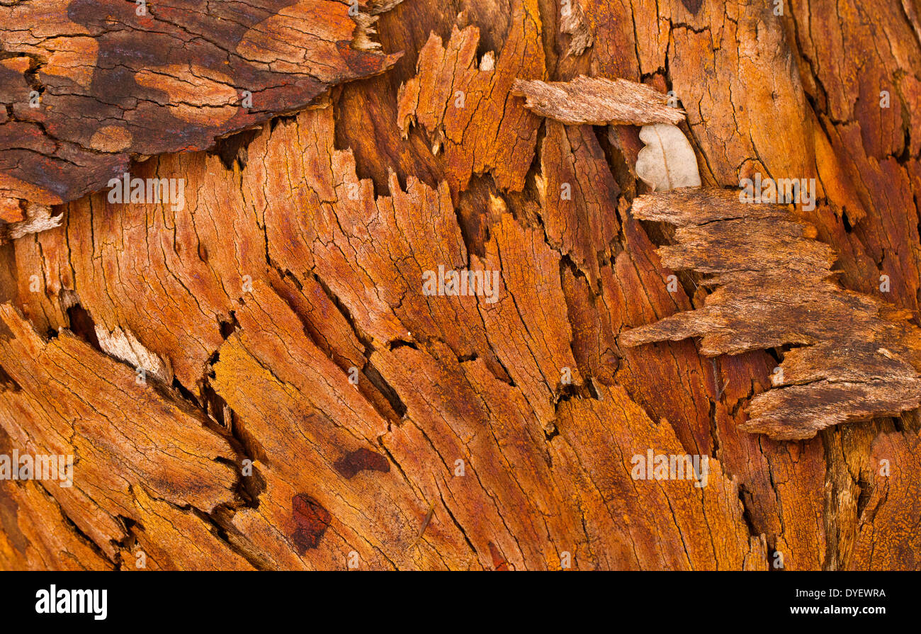 Schöne Farben und Muster auf Baumrinde nach einem Buschfeuer, Wollemi National Park, NSW, Australien Stockfoto