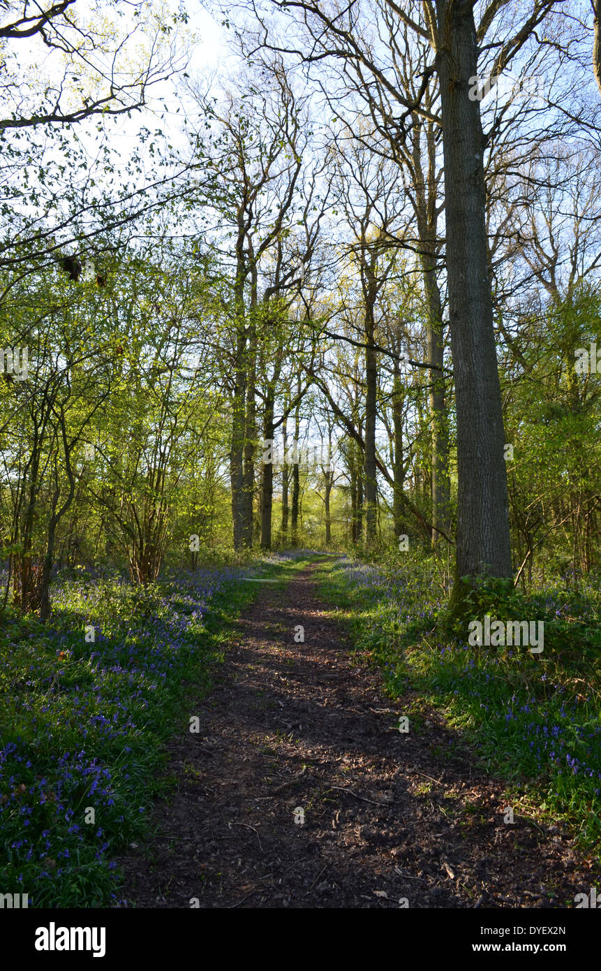 Fußweg durch ein Bluebell Holz in England. Stockfoto