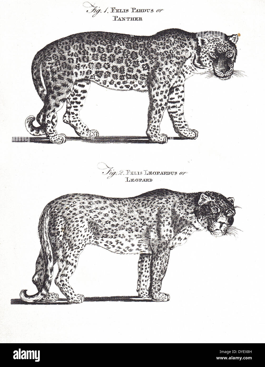 Panther und Leopard, Enzyklopädie Britannica, 1st Edition, 1771. Stockfoto