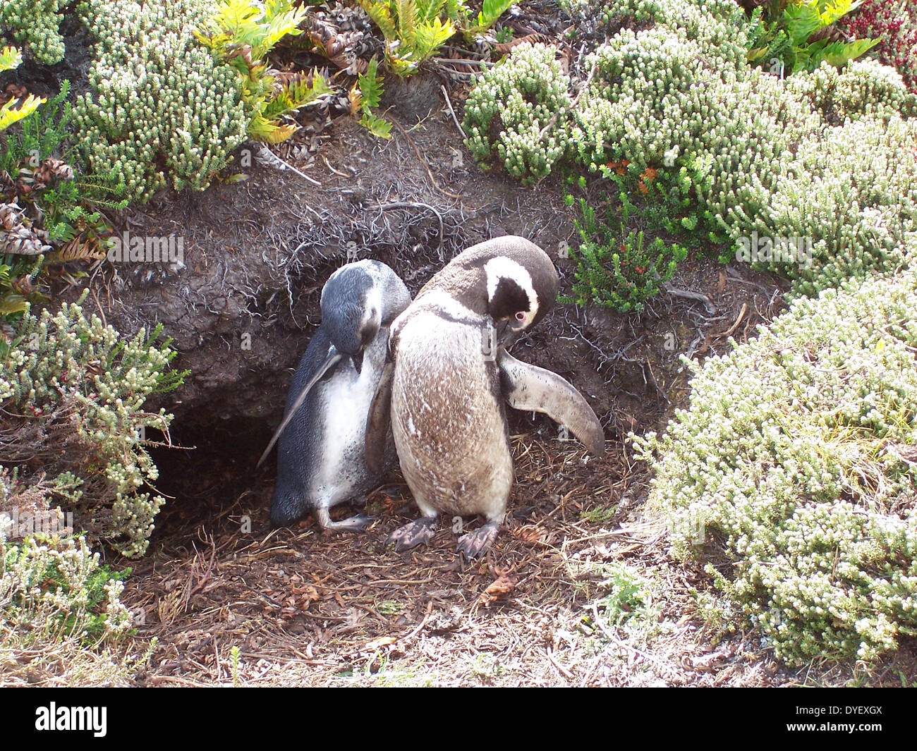 Paar Magellan-pinguine (Spheniscus Magellanicus), putzt sich am Eingang zu ihrem Nest Burrow, in der Nähe von Port Stanley, Falkland Inseln. 2007. Stockfoto
