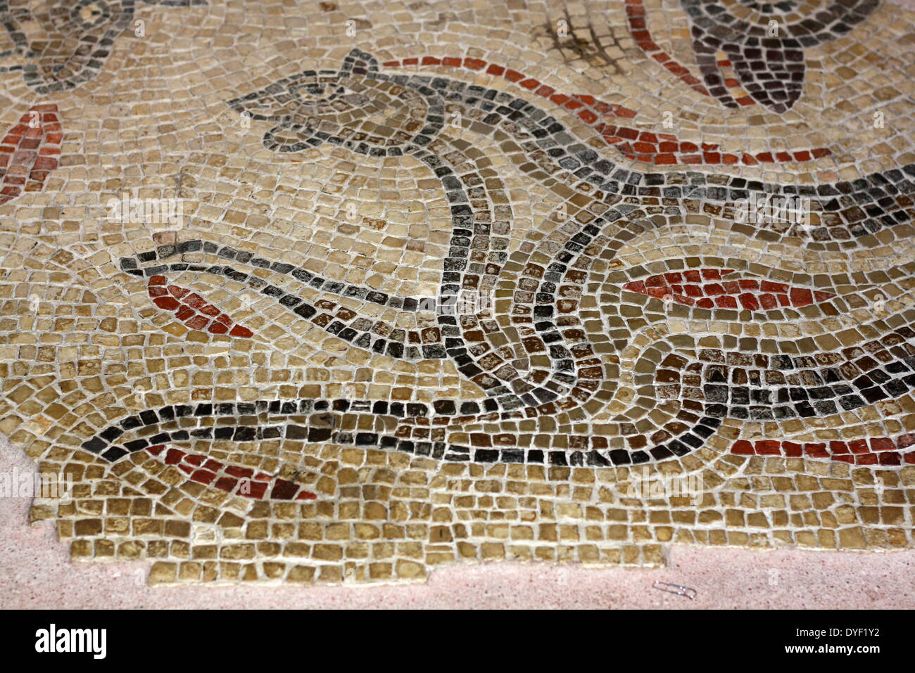 Mosaikfußboden aus einem Haus in Aquae Sulis. Übersicht Pferde und andere Kreaturen in den Farben. Aquatische Szenen mit Meer Tiere waren beliebte Designs in Badehäuser. Vermutlich 3.-4. Jh. nach Chr.. Stockfoto