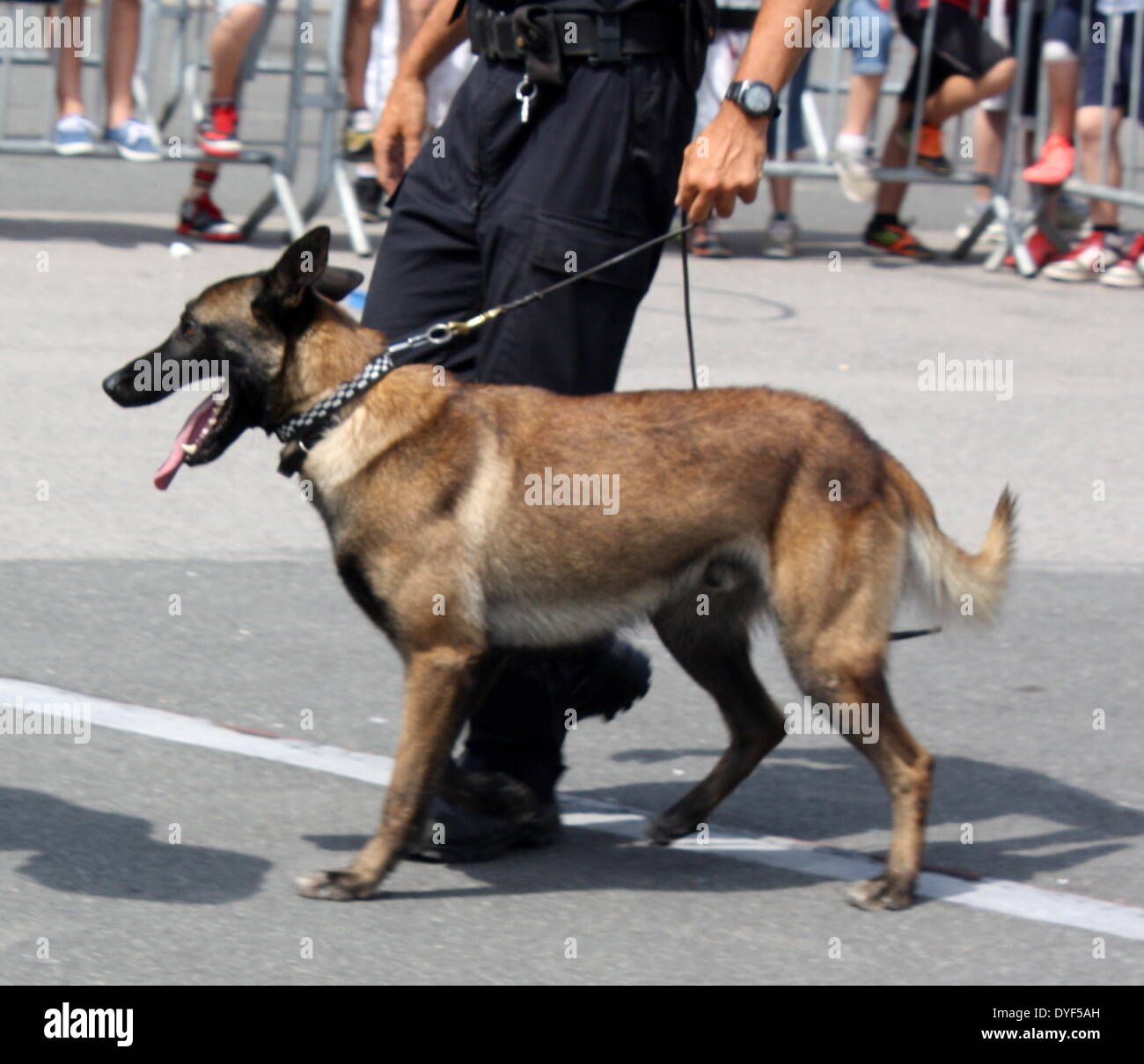 Polizei und Polizeihund 2013. Stockfoto