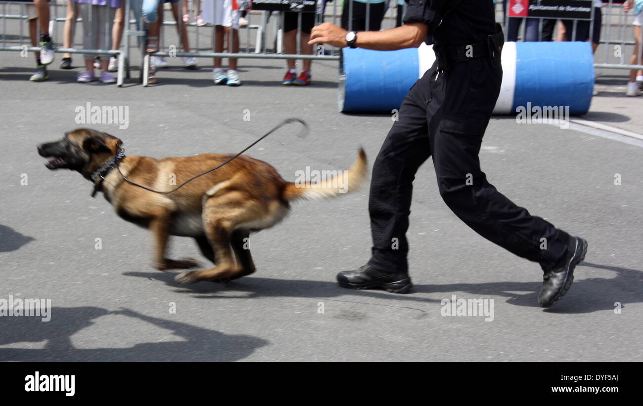 Polizeihund 2013 laufen. Stockfoto