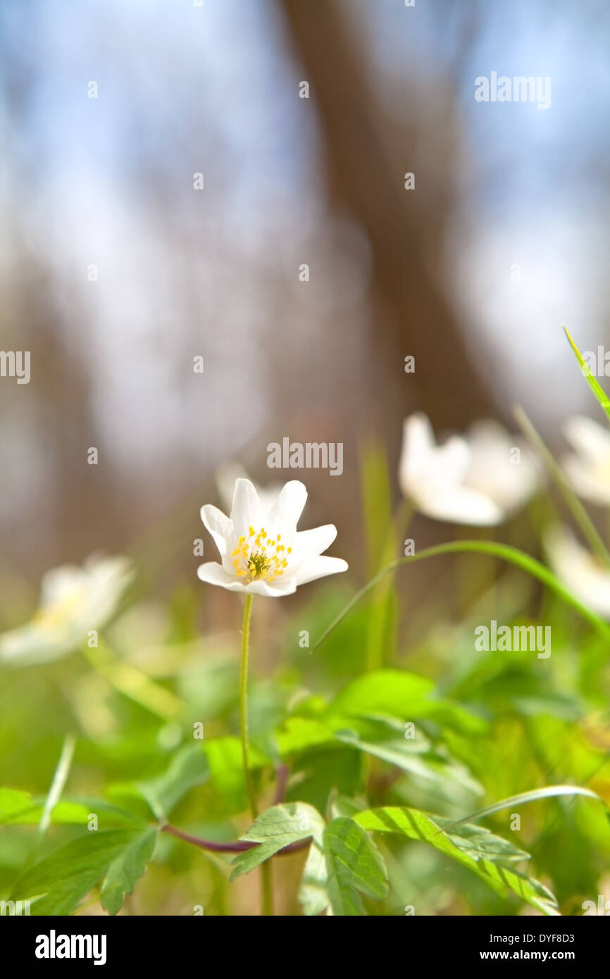 schönen Schneeglöckchen Anemonenblume im sonnigen Frühlingswald Stockfoto