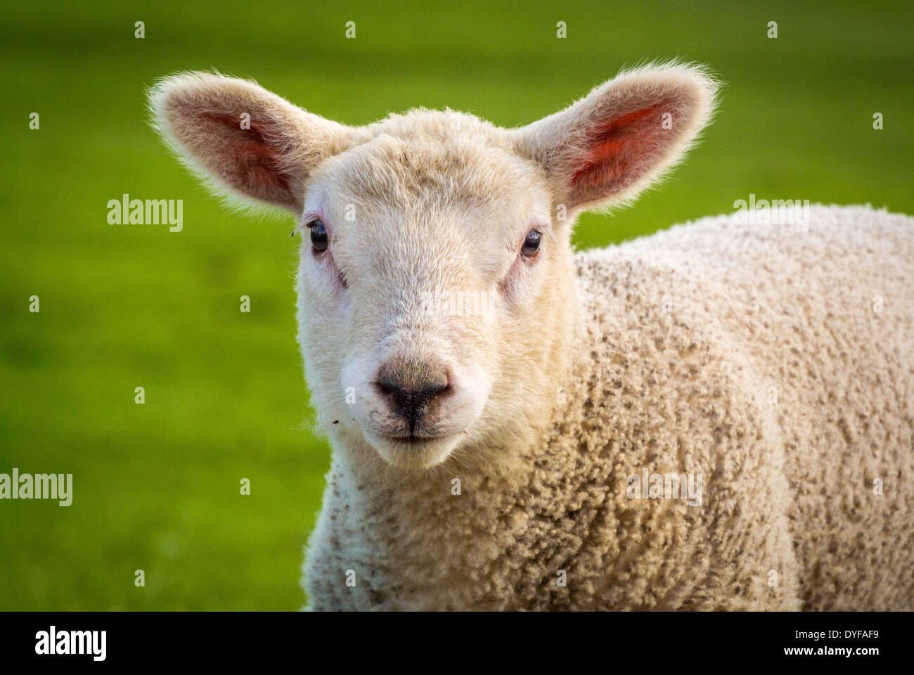 Kopf- und Schulteransicht eines älteren Lammes im Freien mit Blick auf die Kamera. Stockfoto