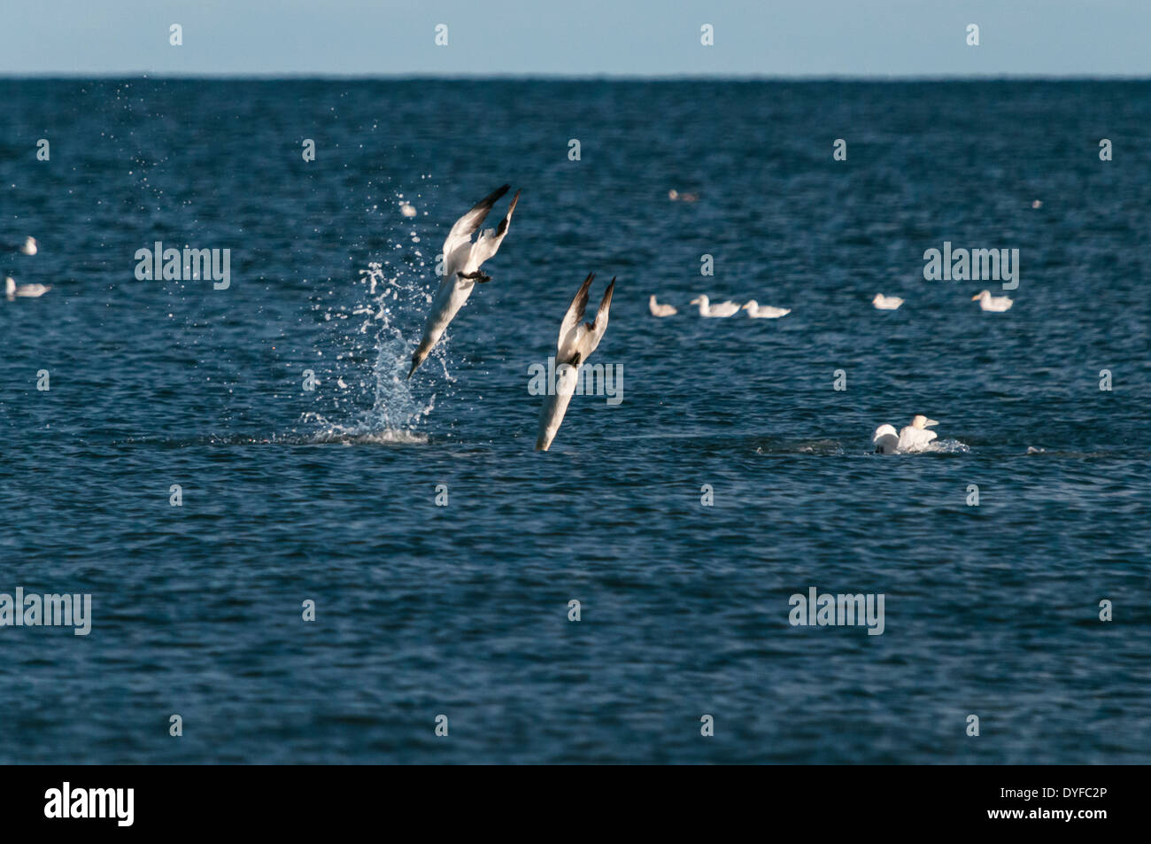 Basstölpel Morus Bassanus, Tauchen, Tauchen für Lebensmittel. Stockfoto