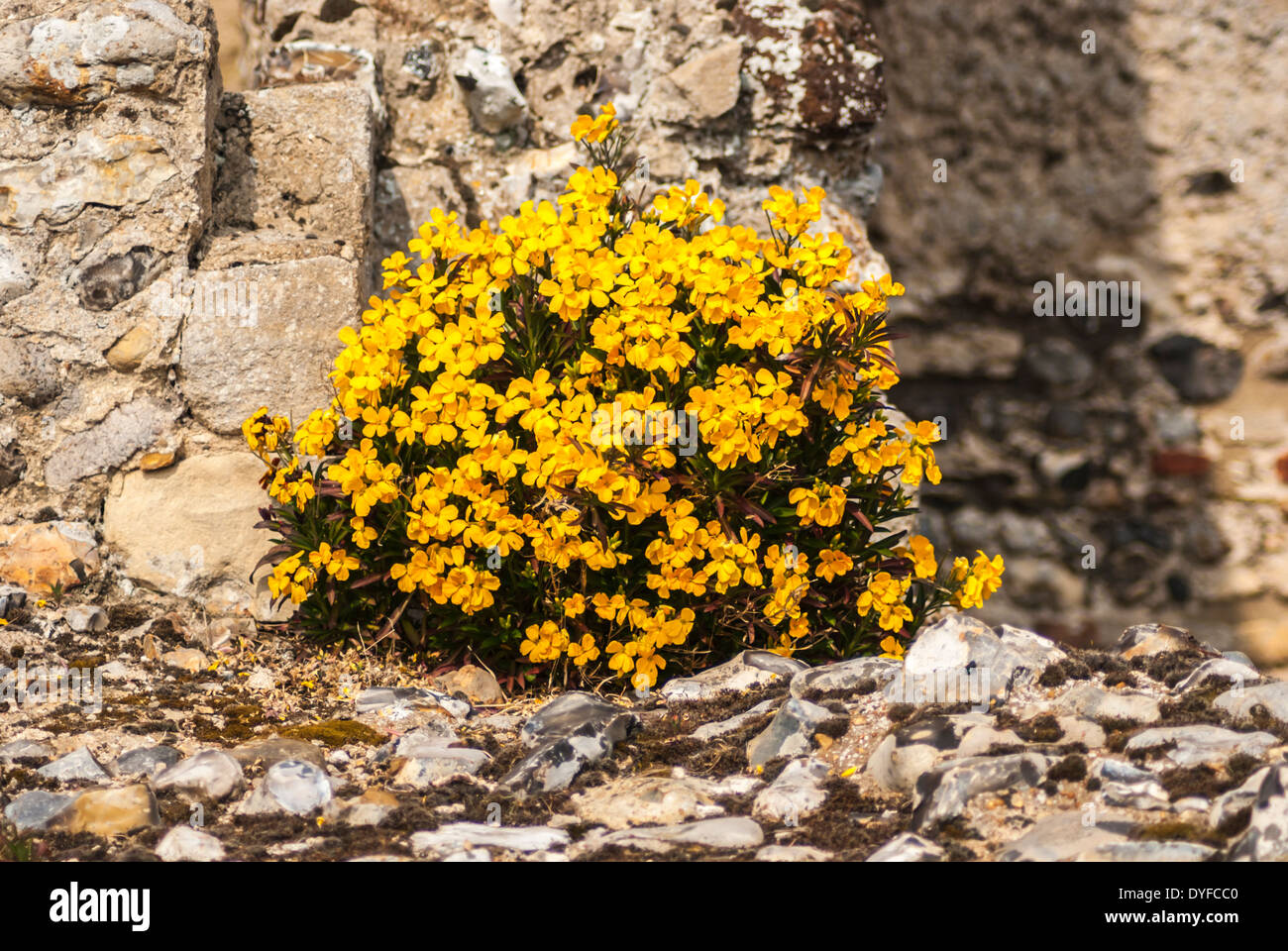 Wegrauke Hieraciifolium an der Wand Feuerstein Binham Abtei Stockfoto