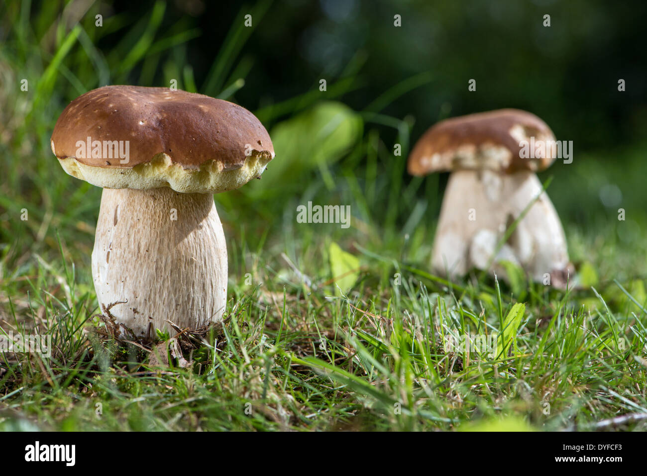 Essbare Pilze auf einer Waldlichtung Stockfoto