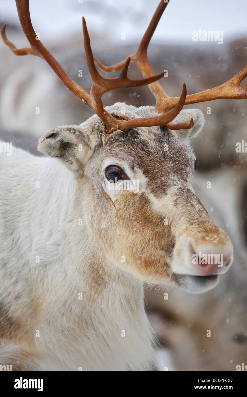 Rentiere hautnah Stockfoto