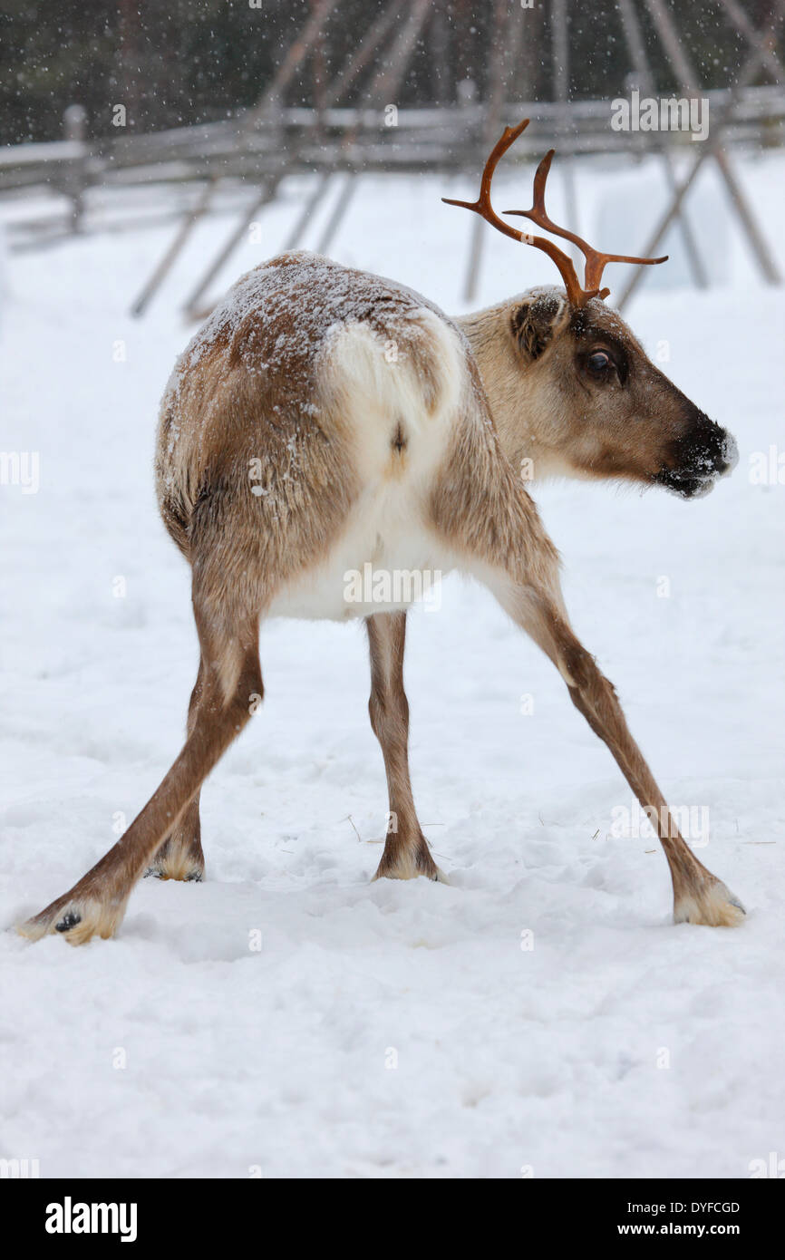 Rentier nahe bis - Lappland Finnland Stockfoto