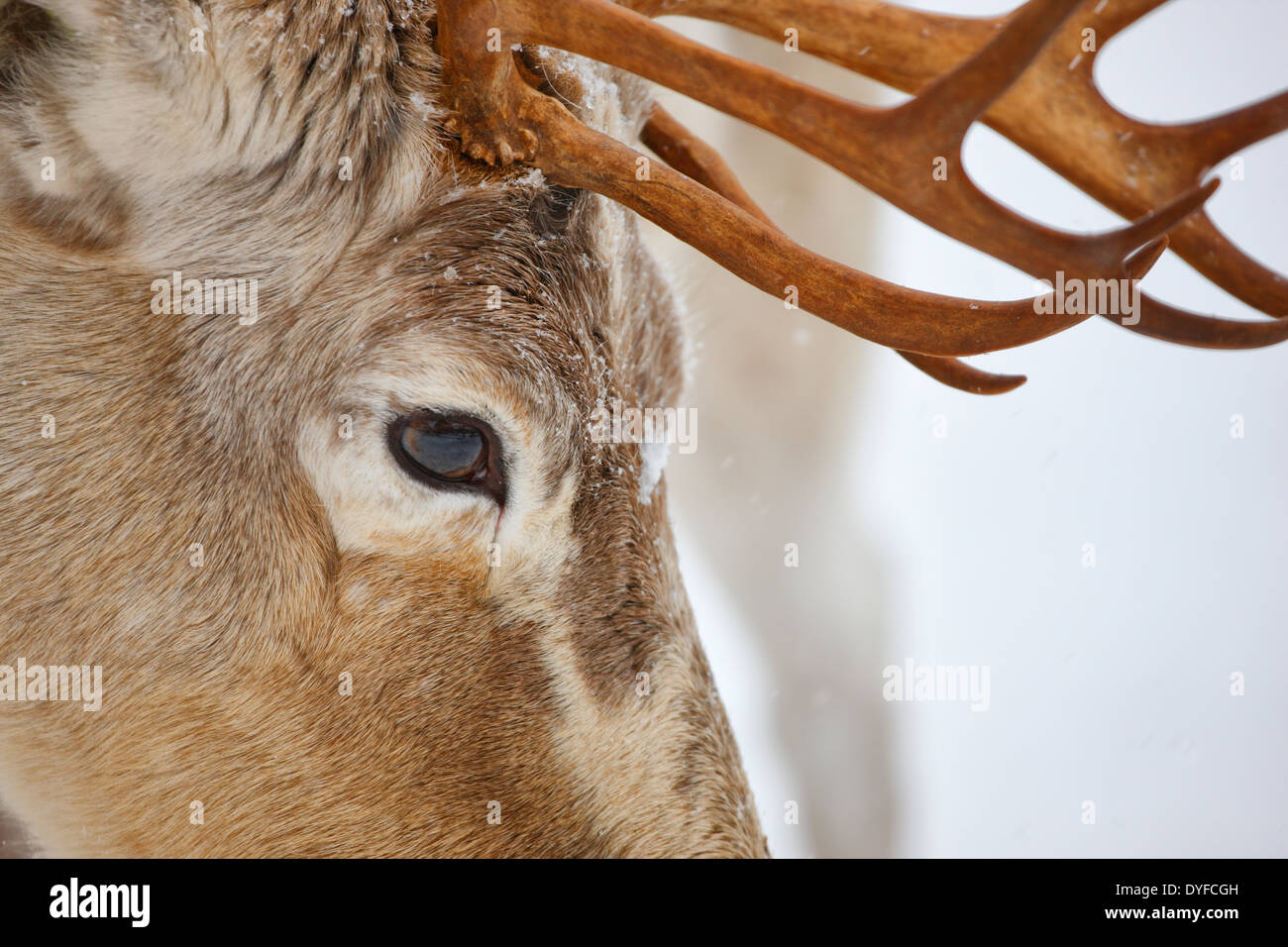 Rentier nahe bis - Lappland Finnland Stockfoto