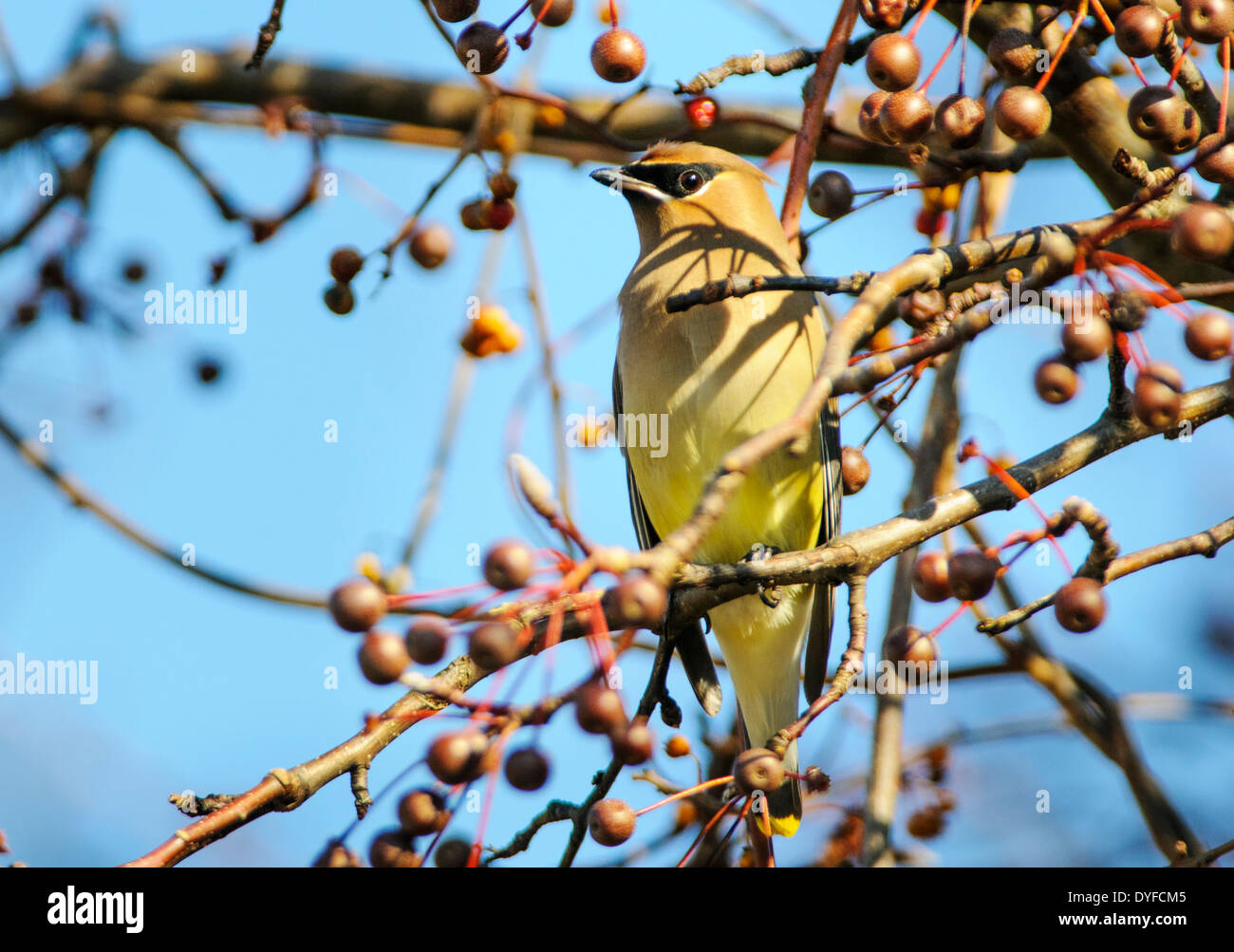 Zeder Seidenschwanz Bombycilla cedrorum Stockfoto