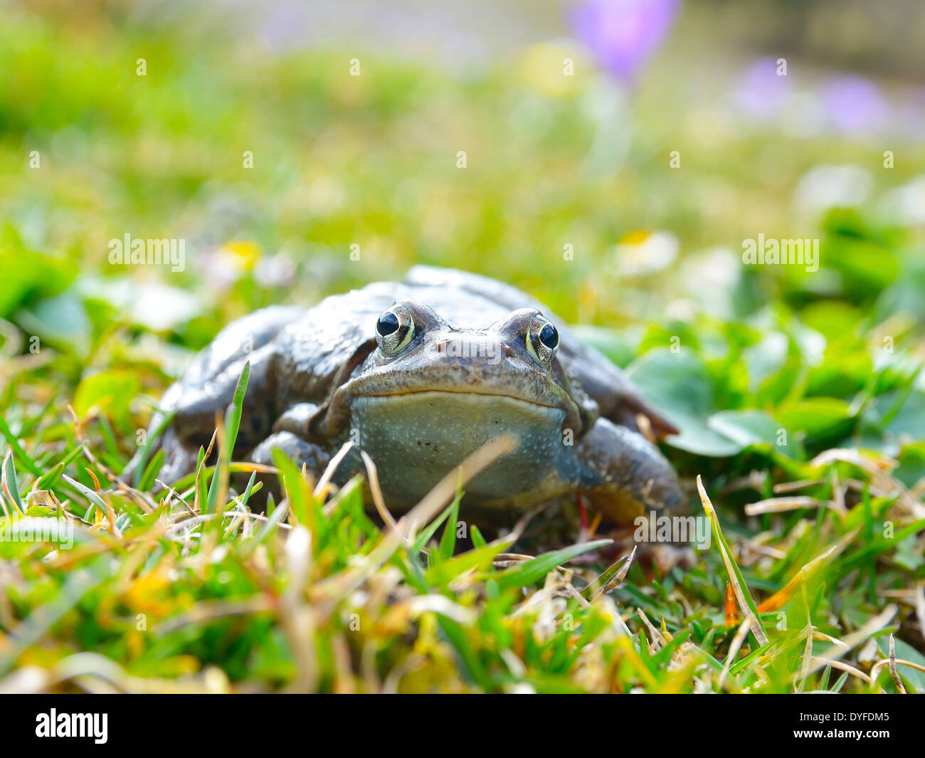 Grasfrosch (Rana Temporaria) Stockfoto