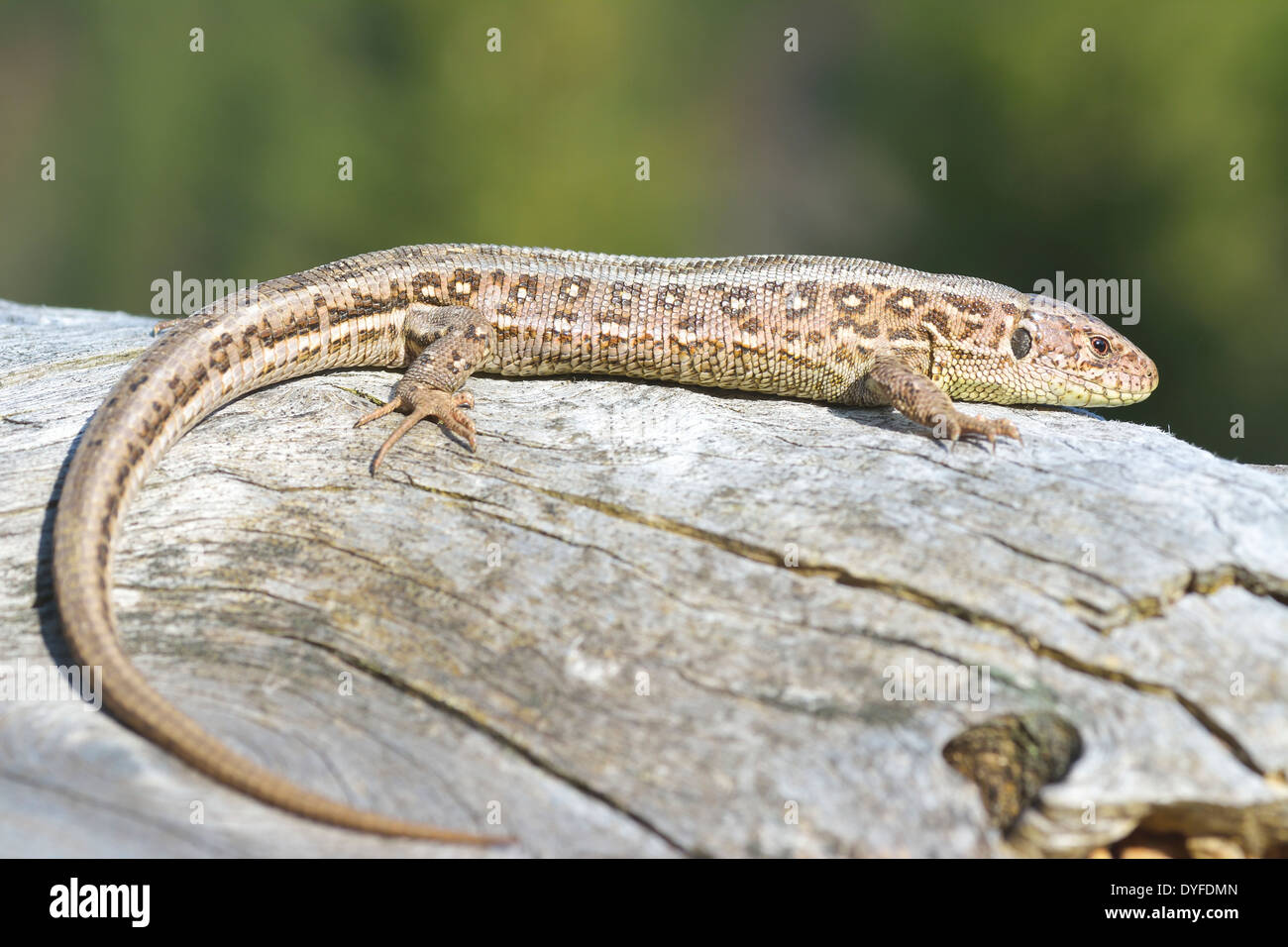 Gemeinen Eidechse, Lacerta vivipara Stockfoto