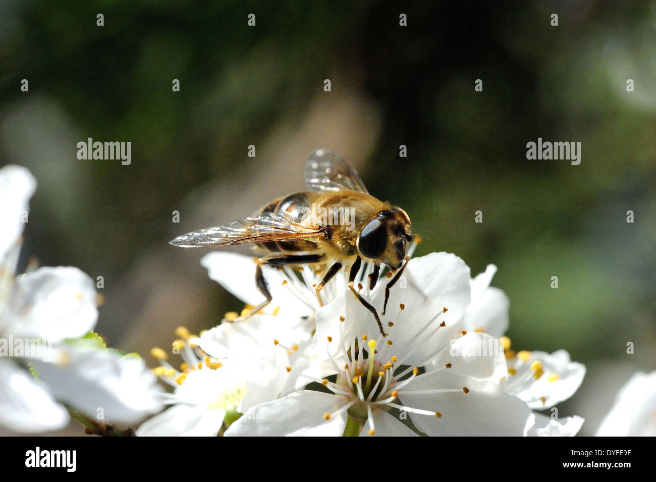 Bees on Blüten - 20. März 2014 Stockfoto