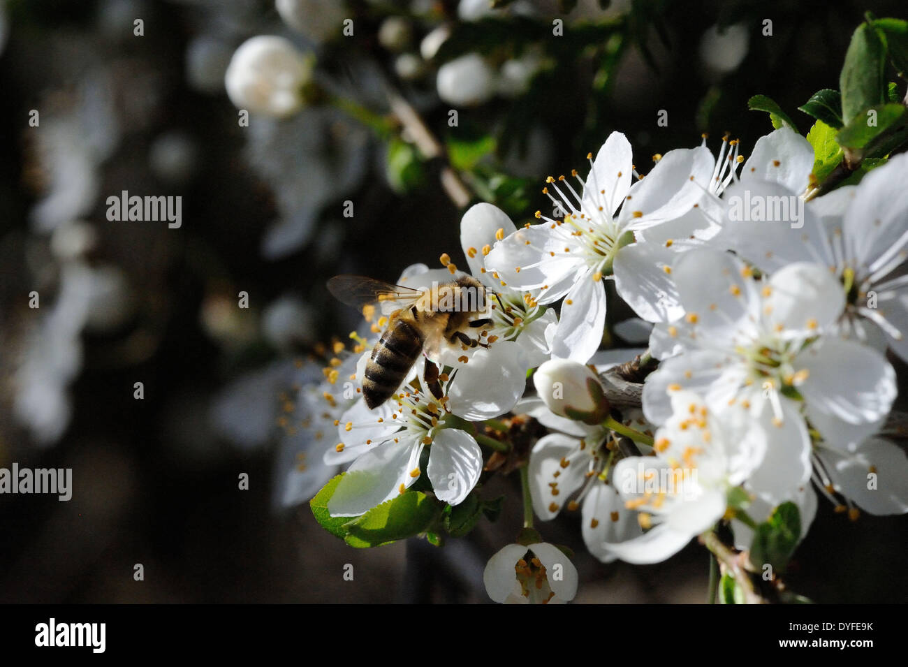 Bees on Blüten - 20. März 2014 Stockfoto