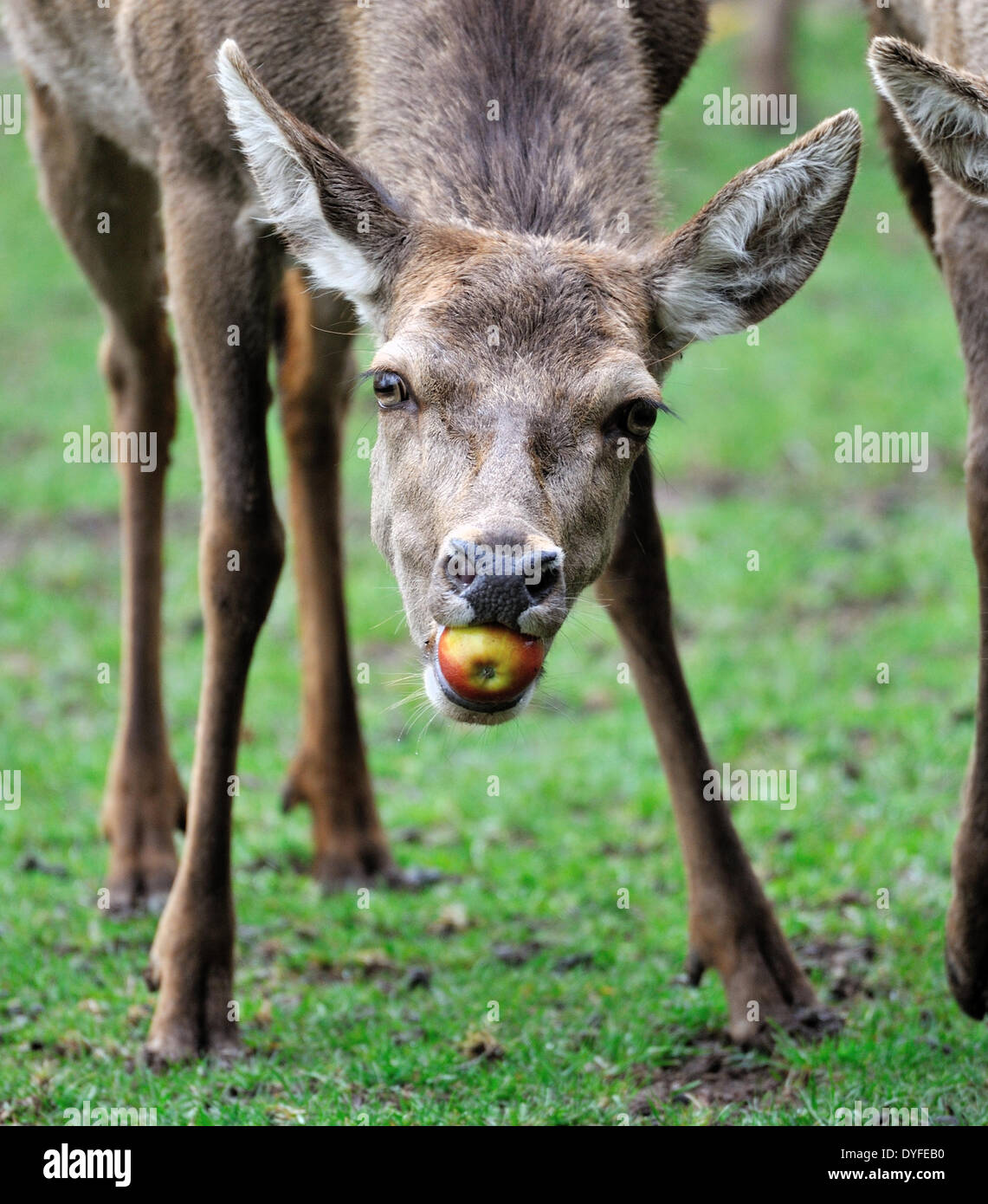 Rothirsche rudel -Fotos und -Bildmaterial in hoher Auflösung – Alamy