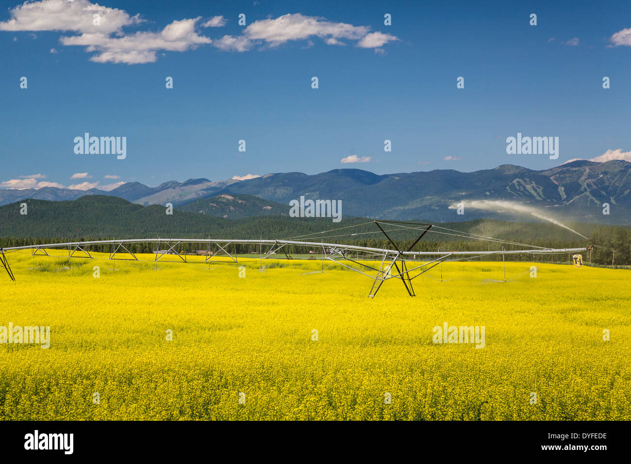 Bewässerung auf einem gelb blühenden Raps Feld in der Nähe von Kalispell, Montana, USA. Stockfoto