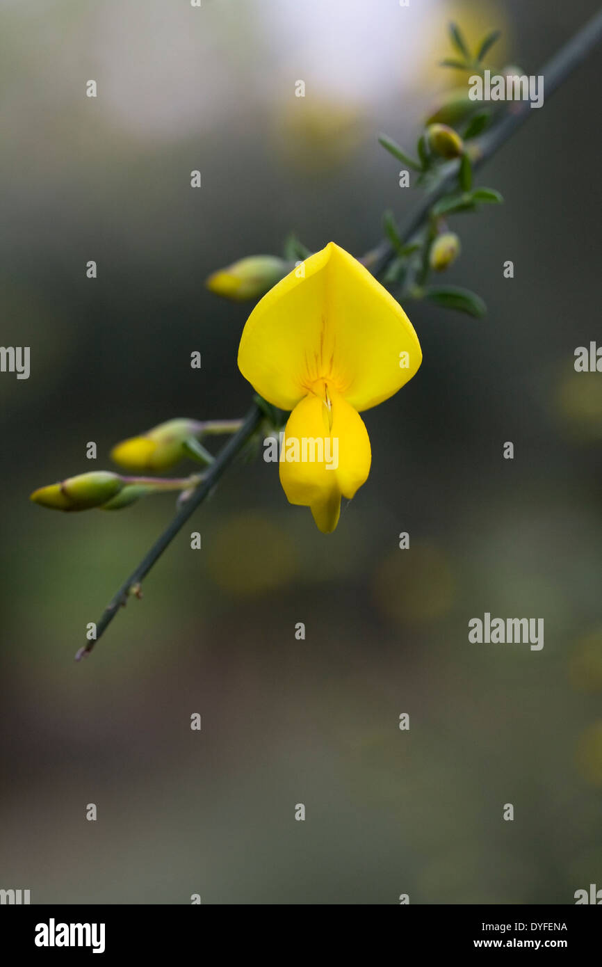 Genista Monspessulana Blume. Stockfoto